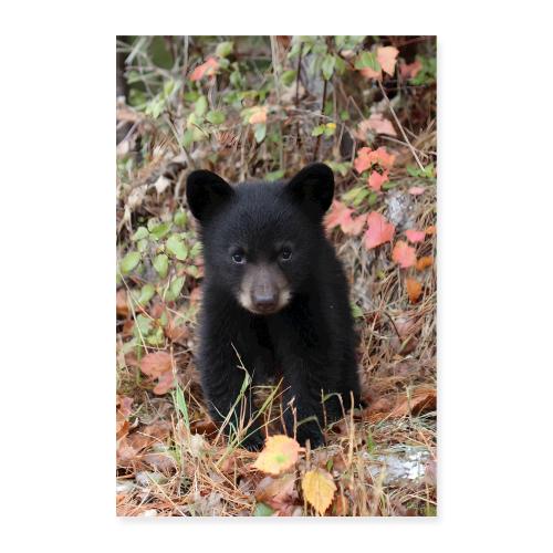 Little Black Bear in the Wild - Poster 8x12