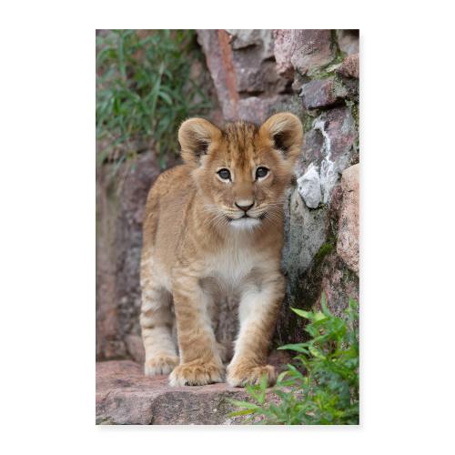 Young Lion Cub Portrait - Poster 8x12