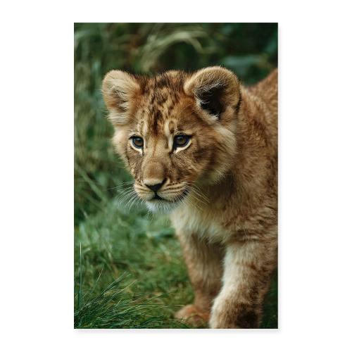 Lion Cub Walking Forward - Poster 8x12