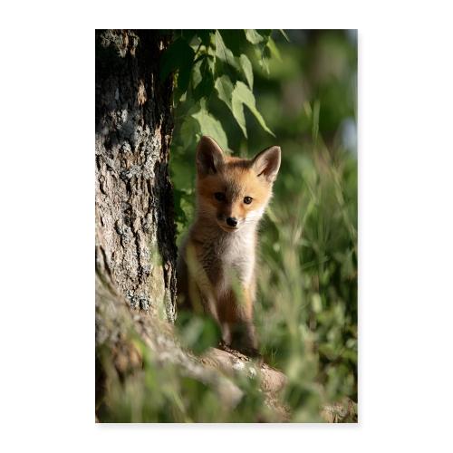 Fox: Forest Curiosity - Poster 8x12