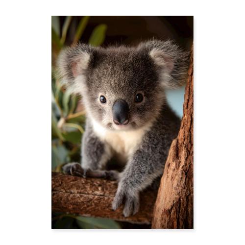Koala on Branch - Poster 8x12