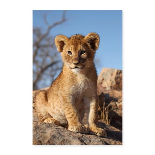 Lion Cub Under the Sun - Poster 8x12