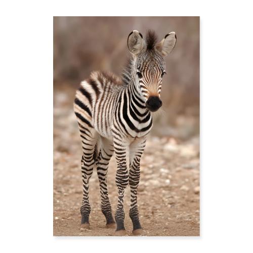 Zebra: Little Stripes of the Savannah - Poster 8x12