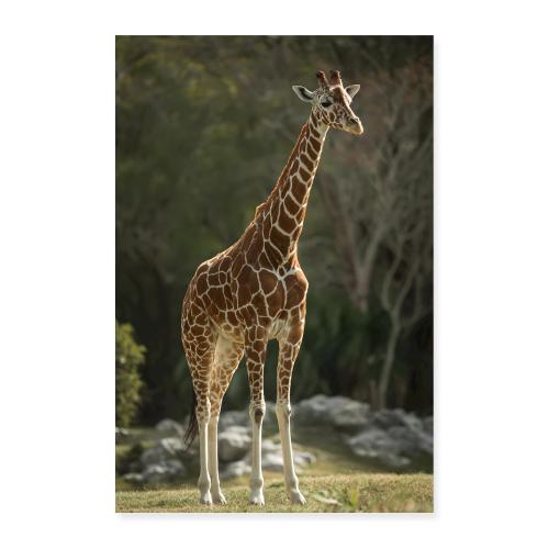 Giraffe: Tall Beauty of the Wild - Poster 8x12