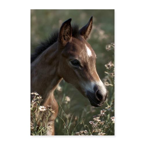 Horse: Tranquil Gaze - Poster 8x12