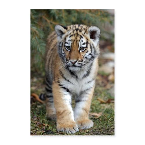 Tiger Cub: Peaceful Wanderer - Poster 8x12