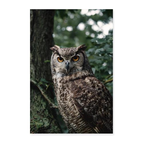 Owl: Silent Watcher - Poster 8x12
