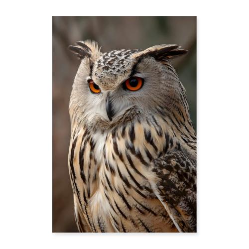 Owl: Ember Eyes - Poster 8x12