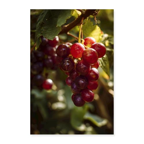 Sunlit Grapes on the Vine - Poster 8x12
