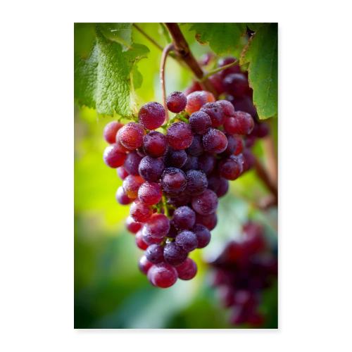 Vineyard Grapes in the Open Air - Poster 8x12