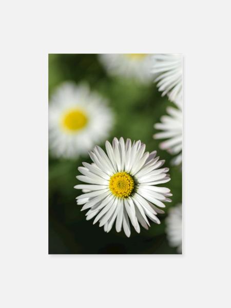 Daisies Bloom - Poster 8x12 - white - Front