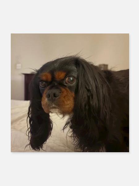 Cavalier on Bed Portrait - Poster 8x8 - white