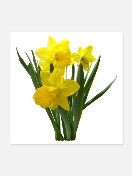 Three Daffodils Standing Guard - Poster 8x8 - white - Front
