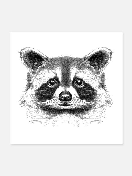 Raccoon Head Illustration - Poster 8x8 - white - Front
