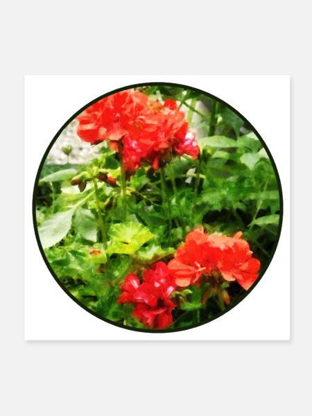 Bright Red Geraniums - Poster 8x8 - white - Front