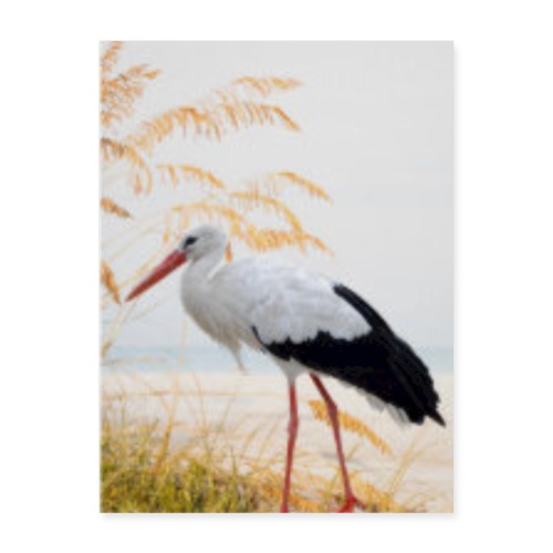 Seagull Walking On Beach Poster - Poster 18x24