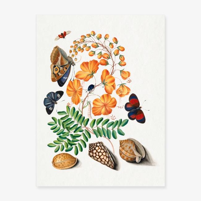 Butterflies & Beetles