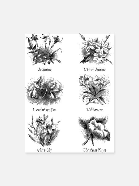 Botanical illustrations - Poster 18x24 - white - Front
