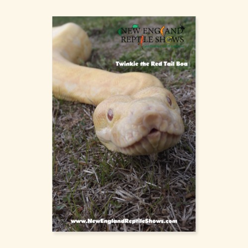 Twinkie The Red Tail Boa - Poster 24x36