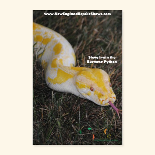 Steve Irwin the Burmese Python - Poster 24x36