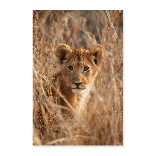 Savannah Lion Cub - Poster 24x36