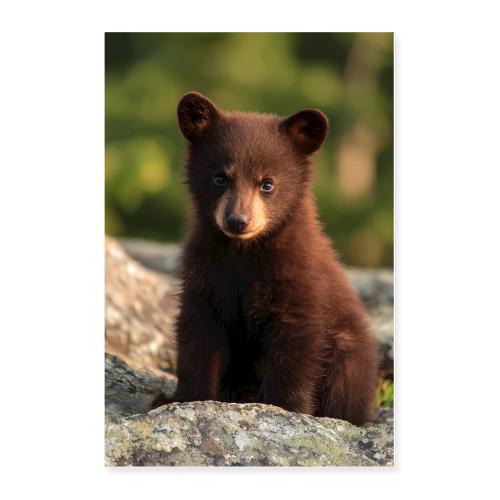 Little Brown Bear Portrait - Poster 24x36