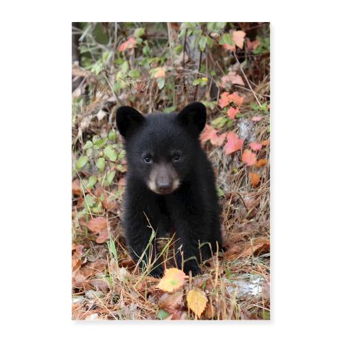 Little Black Bear in the Wild - Poster 24x36