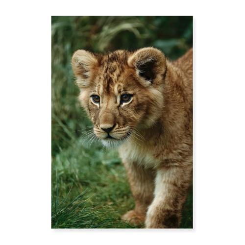 Lion Cub Walking Forward - Poster 24x36