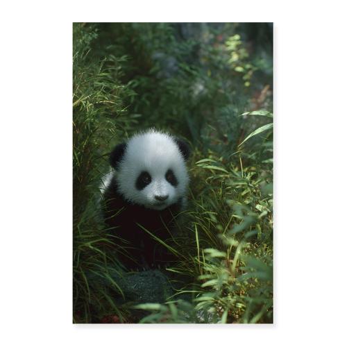 Panda Among Leaves - Poster 24x36