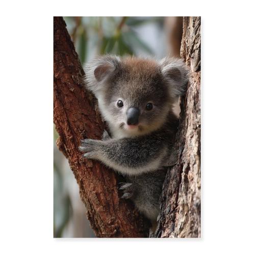Curious Koala Charm - Poster 24x36