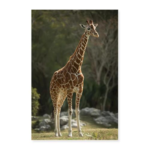 Giraffe: Tall Beauty of the Wild - Poster 24x36