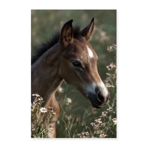 Horse: Tranquil Gaze - Poster 24x36