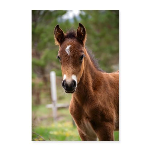 Horse: Steadfast Spirit - Poster 24x36