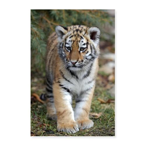 Tiger Cub: Peaceful Wanderer - Poster 24x36