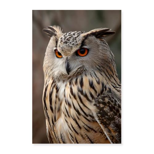 Owl: Ember Eyes - Poster 24x36