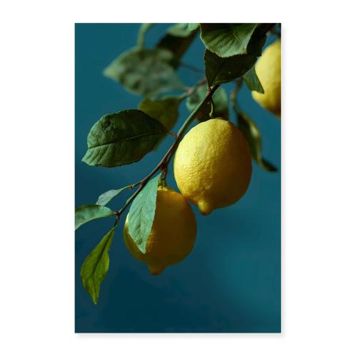 Lemon Grove Morning - Poster 24x36