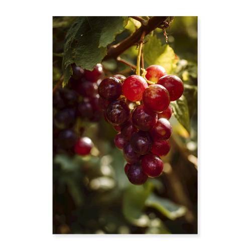 Sunlit Grapes on the Vine - Poster 24x36