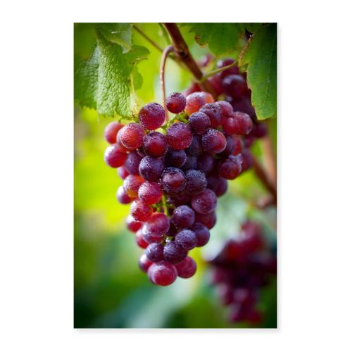 Vineyard Grapes in the Open Air - Poster 24x36