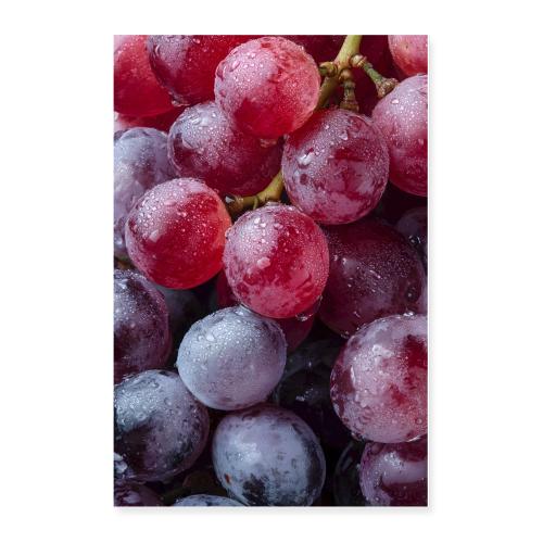 Morning Dew on Vineyard Grapes - Poster 24x36