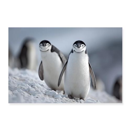 Penguins: Snowy Stare - Poster 36x24
