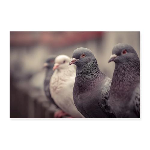 Pigeon Line-Up - Poster 36x24