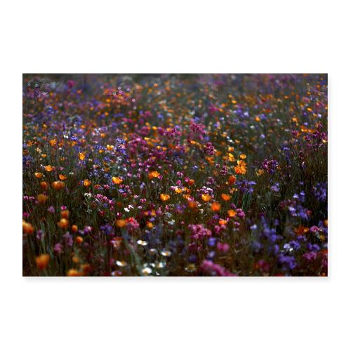 Wild Symphony - Poster 36x24