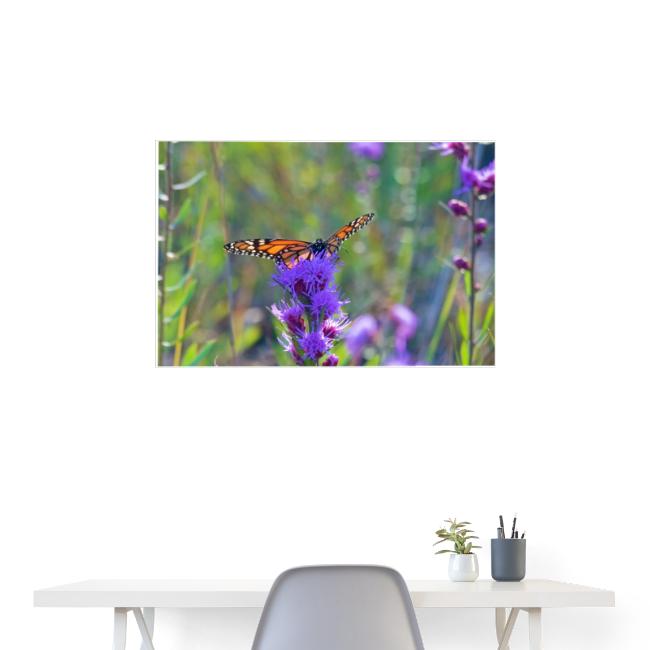 Butterfly in the Indiana Dunes Poster
