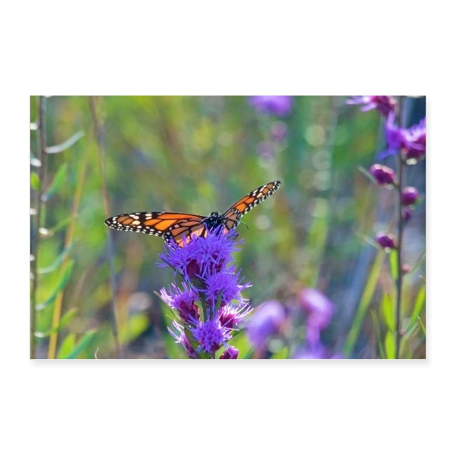 Butterfly in the Indiana Dunes Poster