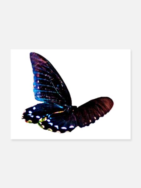 Black and blue butterfly in motion - Poster 24x18 - white - Front