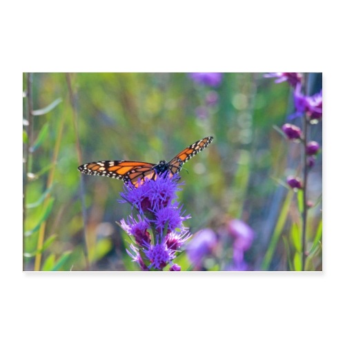 Butterfly in the Indiana Dunes Poster - Poster 12x8