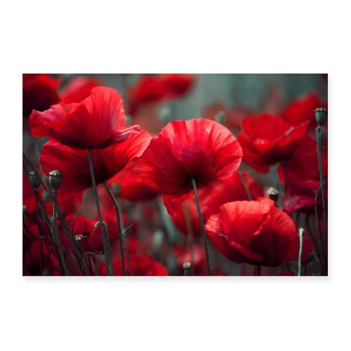 Where the Poppies Bloom - Poster 12x8