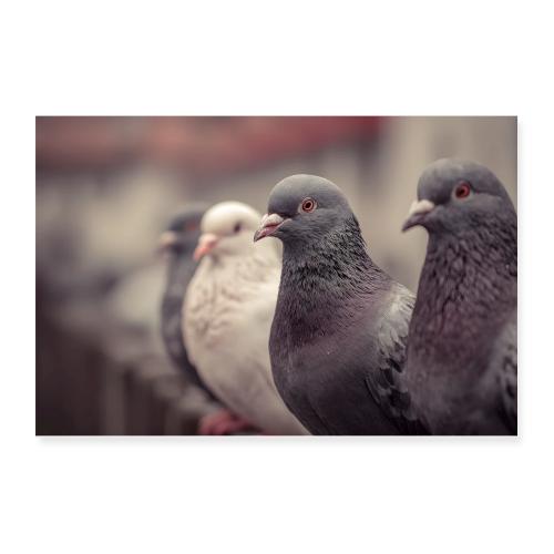 Pigeon Line-Up - Poster 12x8