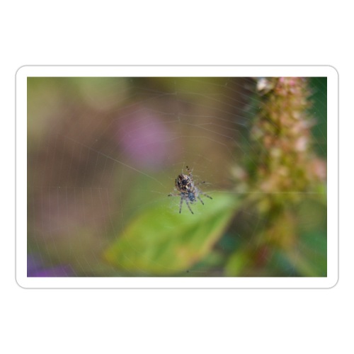 Spider Waits In Its Web For Customers - Sticker