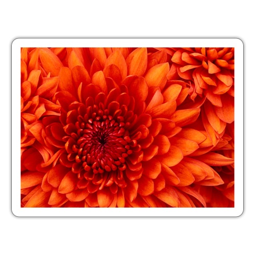 Chrysanthemum - Sticker
